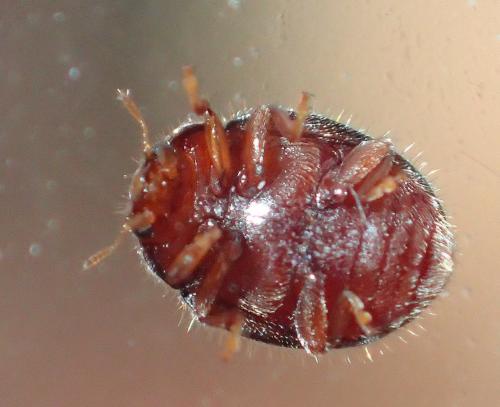 Rhyzobius lophanthae
